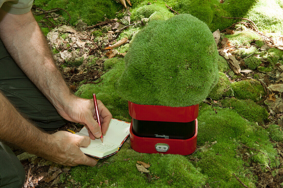 Weighing a Large White-moss