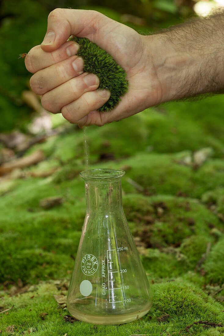 Squeezing large white-moss