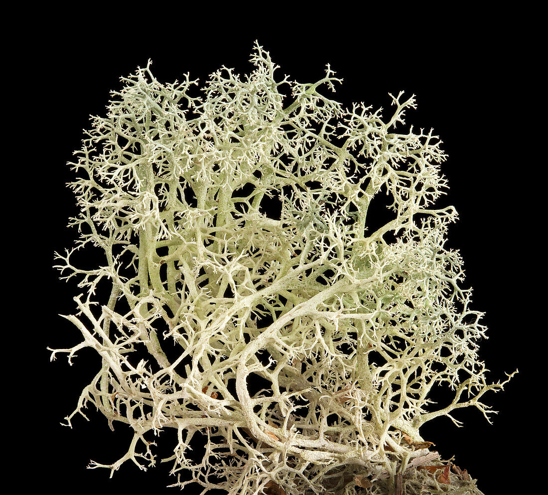 Reindeer lichen (Cladonia portentosa)