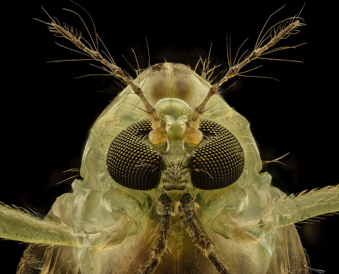 Female mosquito head
