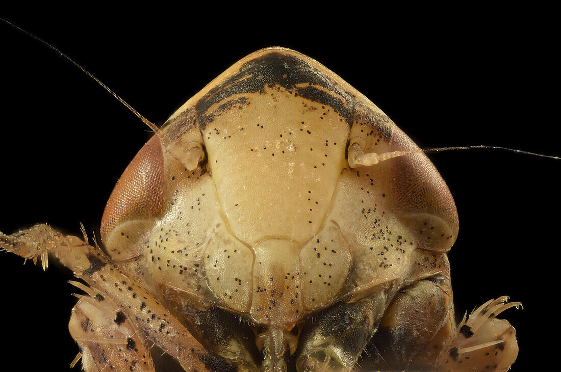 Leafhopper head