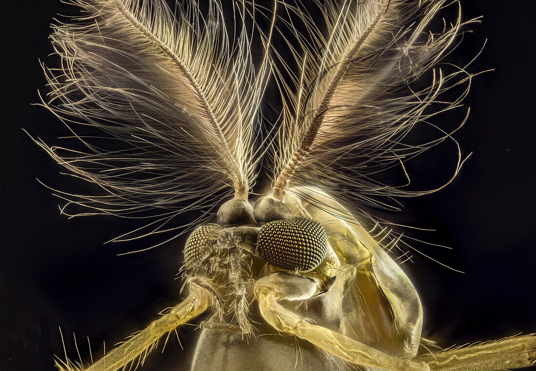 Male mosquito head