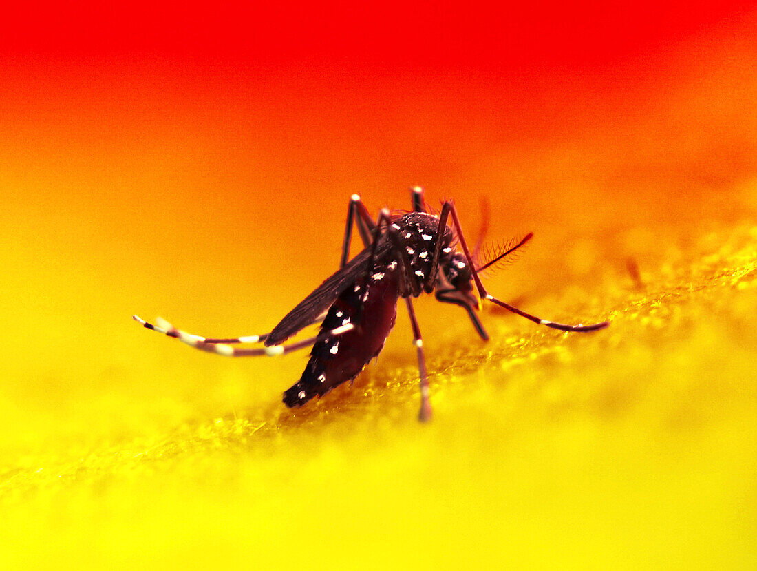 Aedes sp. mosquito