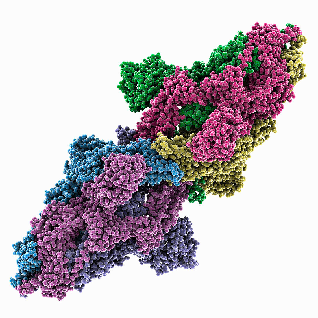 SARS-CoV-2 Kappa spike protein, molecular model