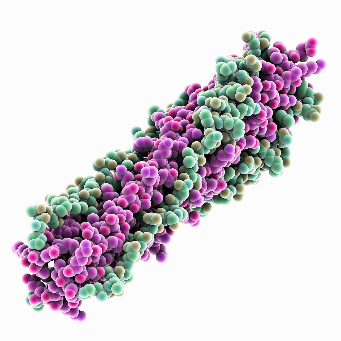 SARS-CoV-2 Omicron spike bundle, molecular model