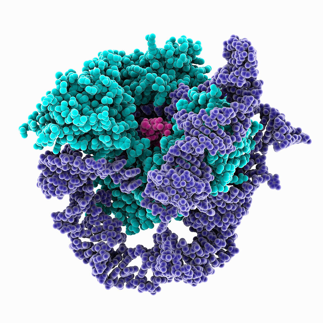 Human telomerase catalytic core, molecular model