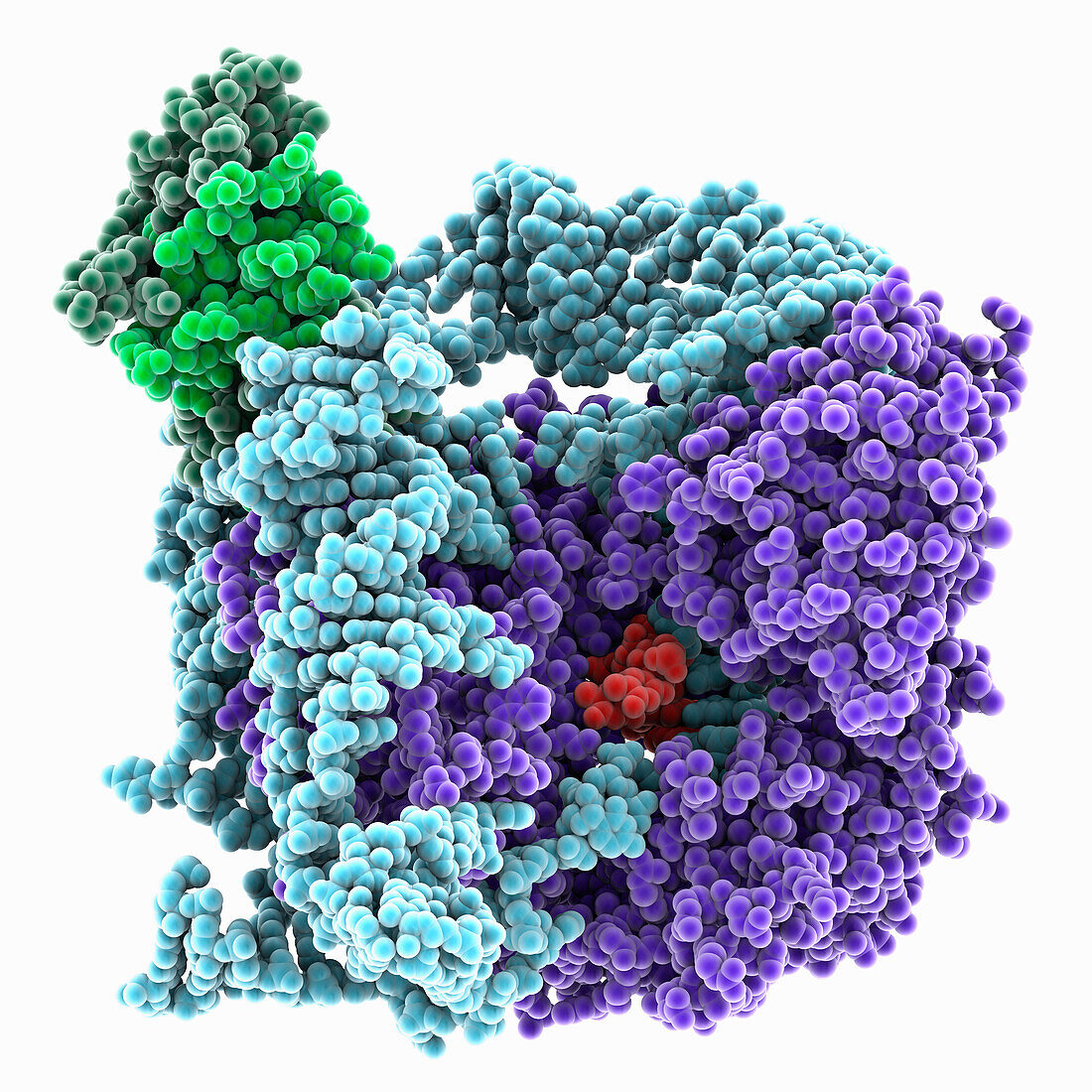 Human telomerase RNP with histones, molecular model