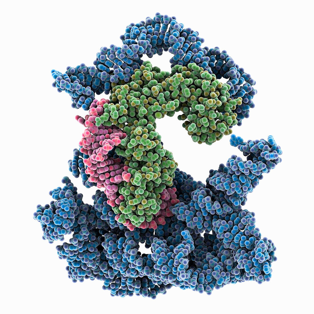 Group II intron retroelement, molecular model