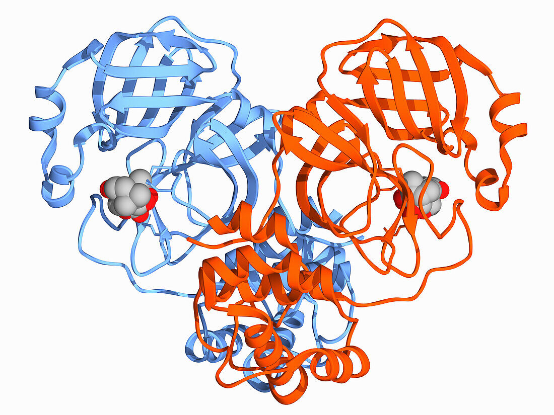 SARS-CoV-2 3C-like protease complex, molecular model