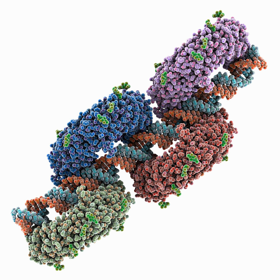 Toll-like receptor3 linear cluster, molecular model