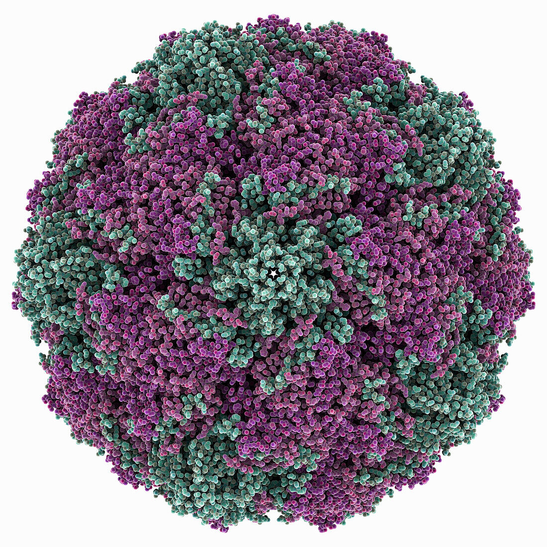 Coxsackievirus 5 capsid, molecular model