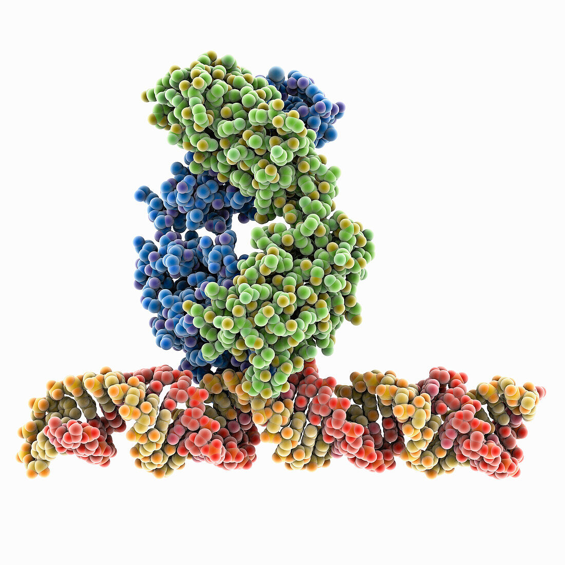Antibody recognizing RNA:DNA hybrids, molecular model