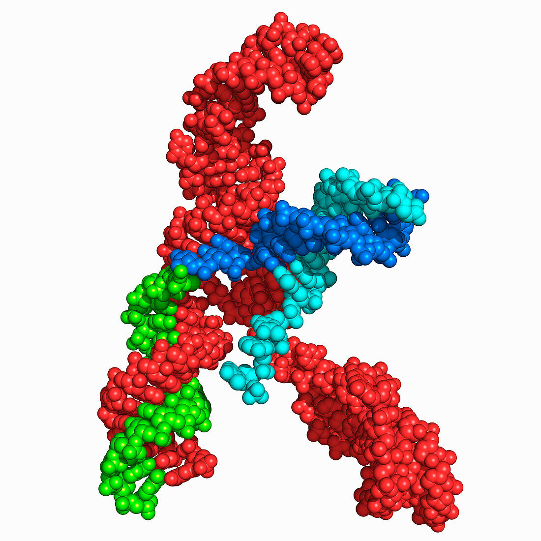 CRISPR/Cas9 target DNA binding, molecular model