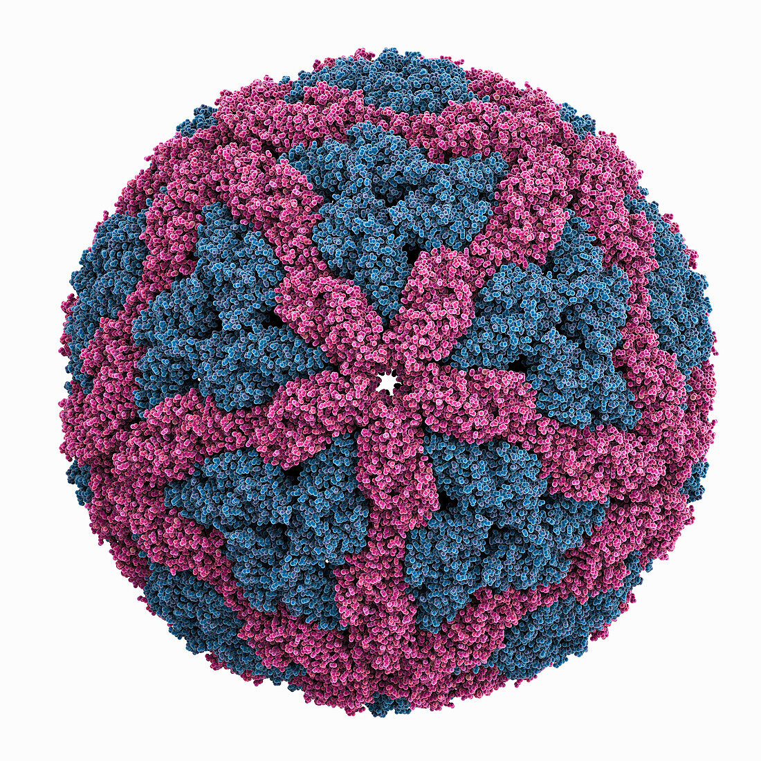 Leishmania RNA virus capsid, molecular model