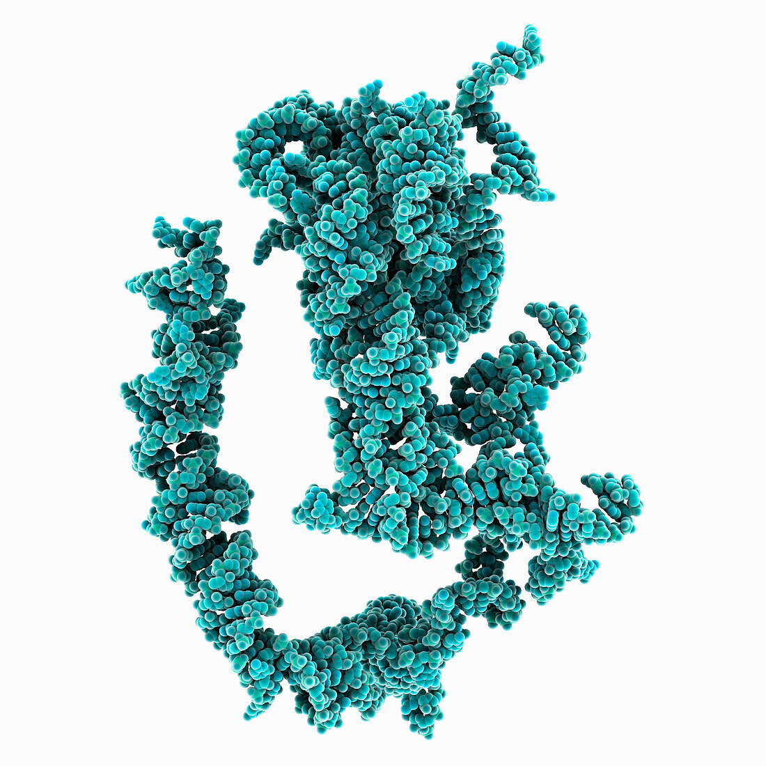 Human 80S ribosome RNA structure, molecular model