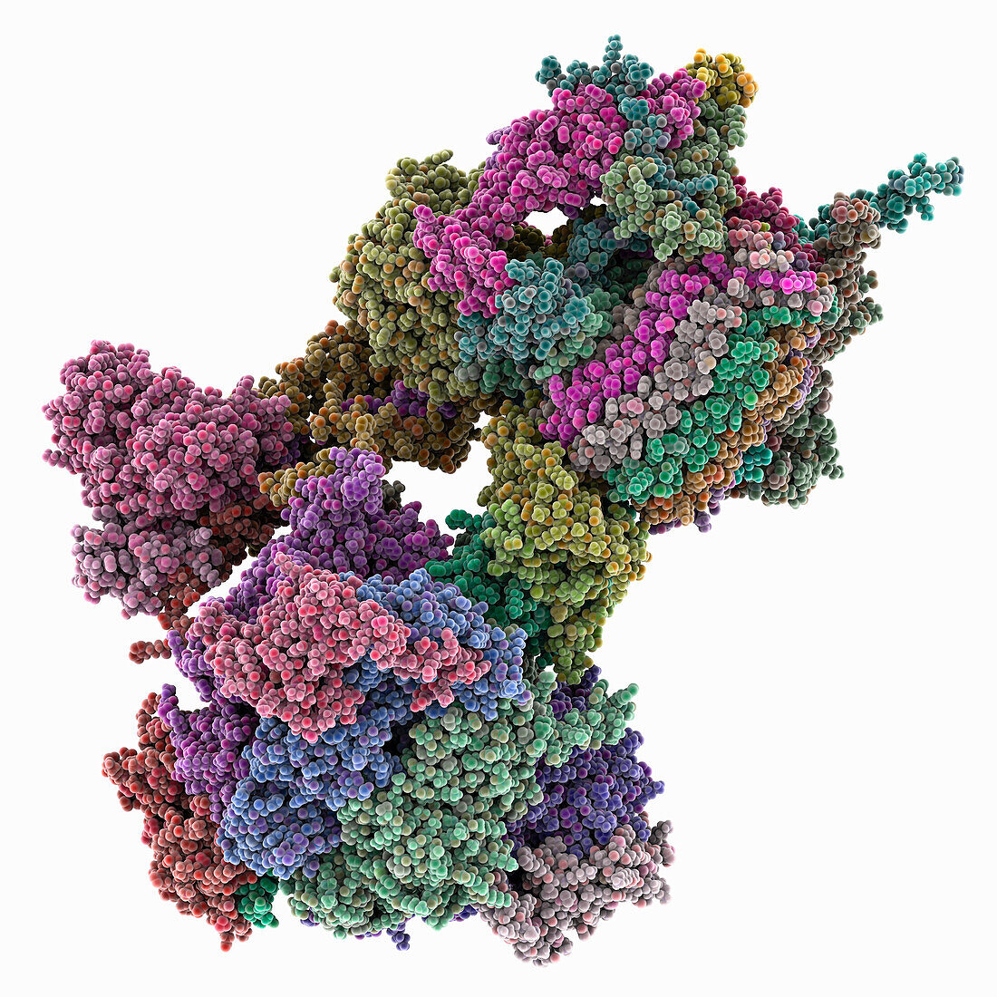 ATP synthase from Trypanosoma brucei, molecular model