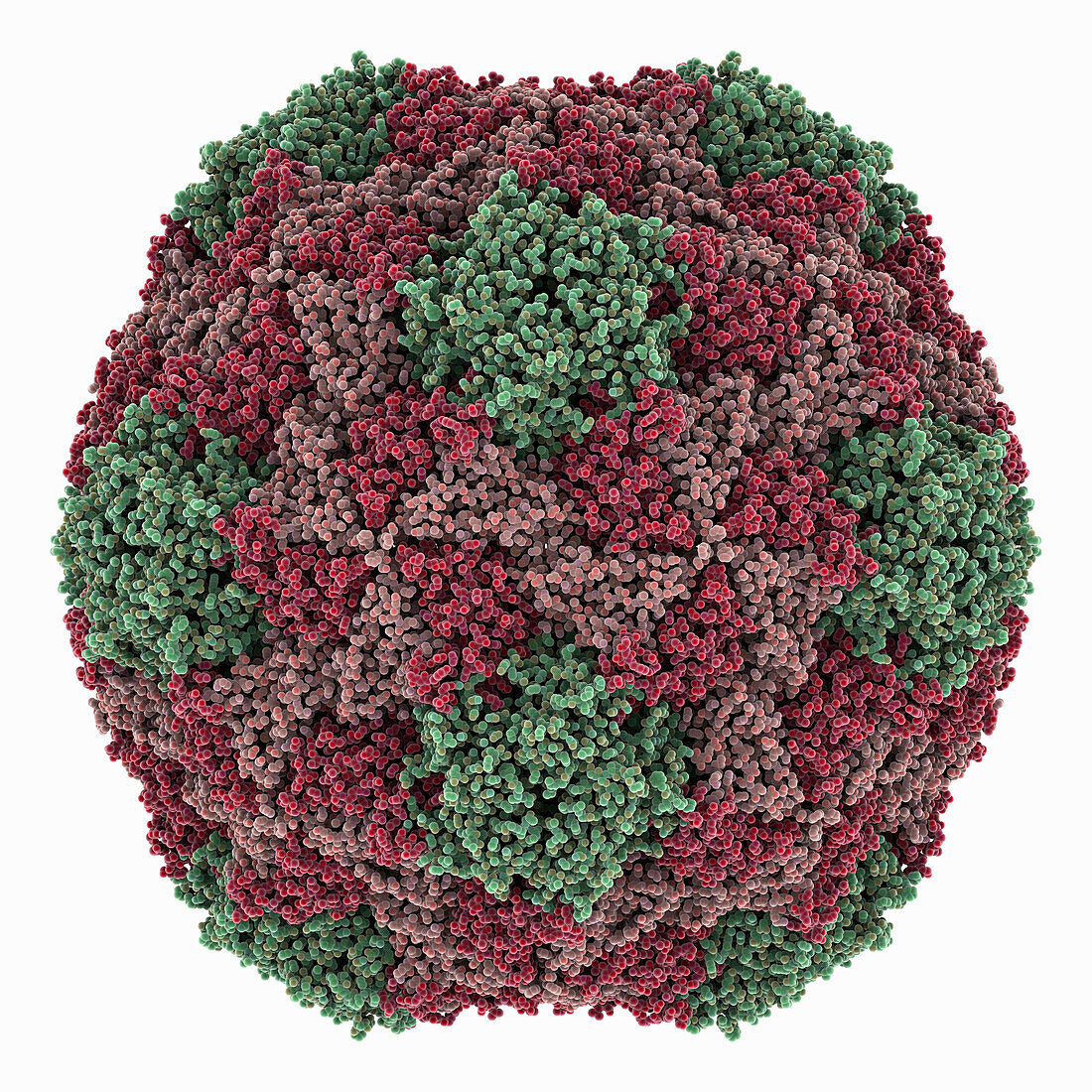 Chaetoceros socialis RNA virus 1 capsid , molecular model