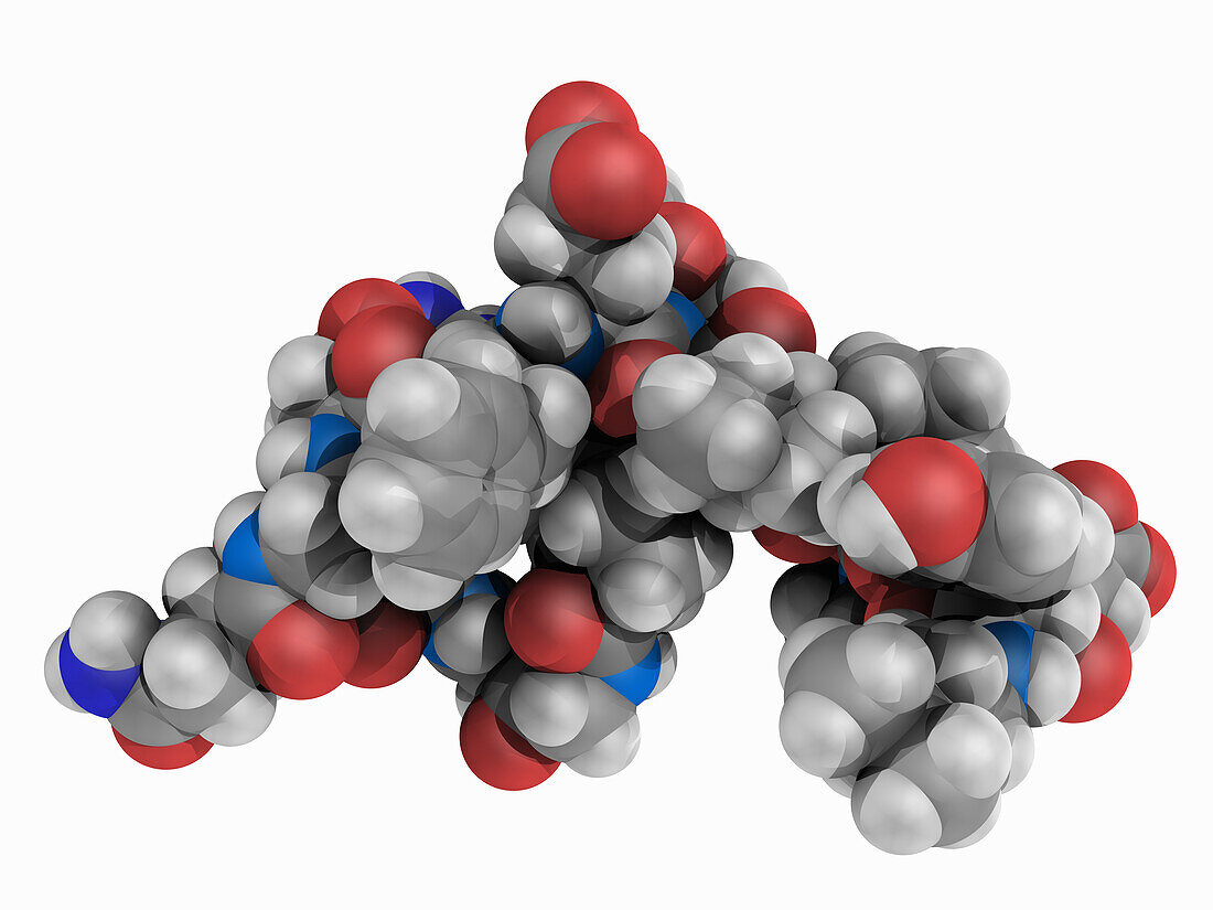Bivalirudin, molecular model