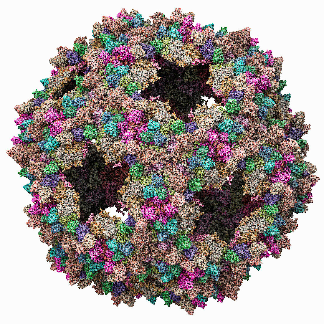 Ralstonia GP4 phage capsid, molecular model