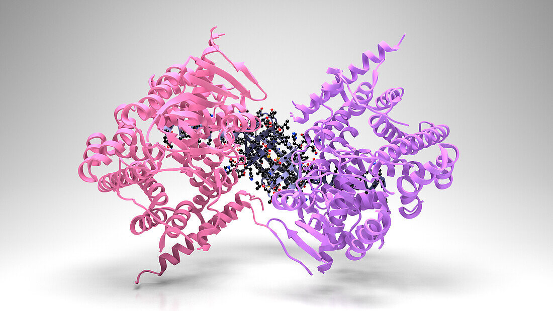 Chitin, molecular model