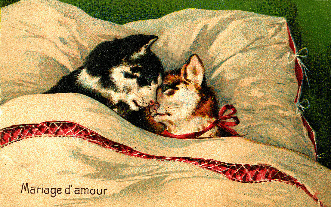 Cats in bed, illustration
