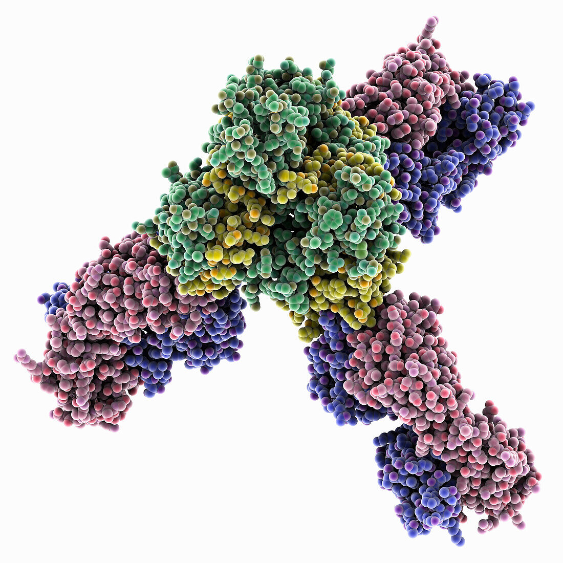 Marburg virus glycoprotein GP complex, molecular model