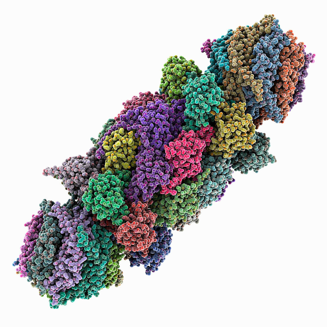 Human PA28-20S-Pa28 proteasome complex, molecular model
