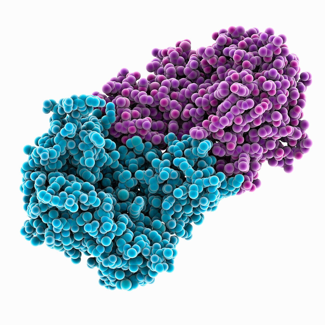 Murine tRNA-guanine transglycosylase, molecular model