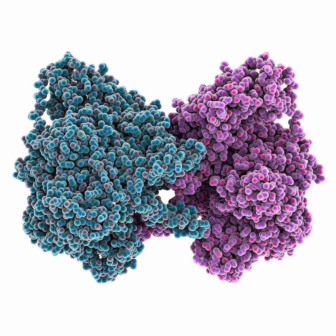 DNA dependent RNA polymerase, molecular model