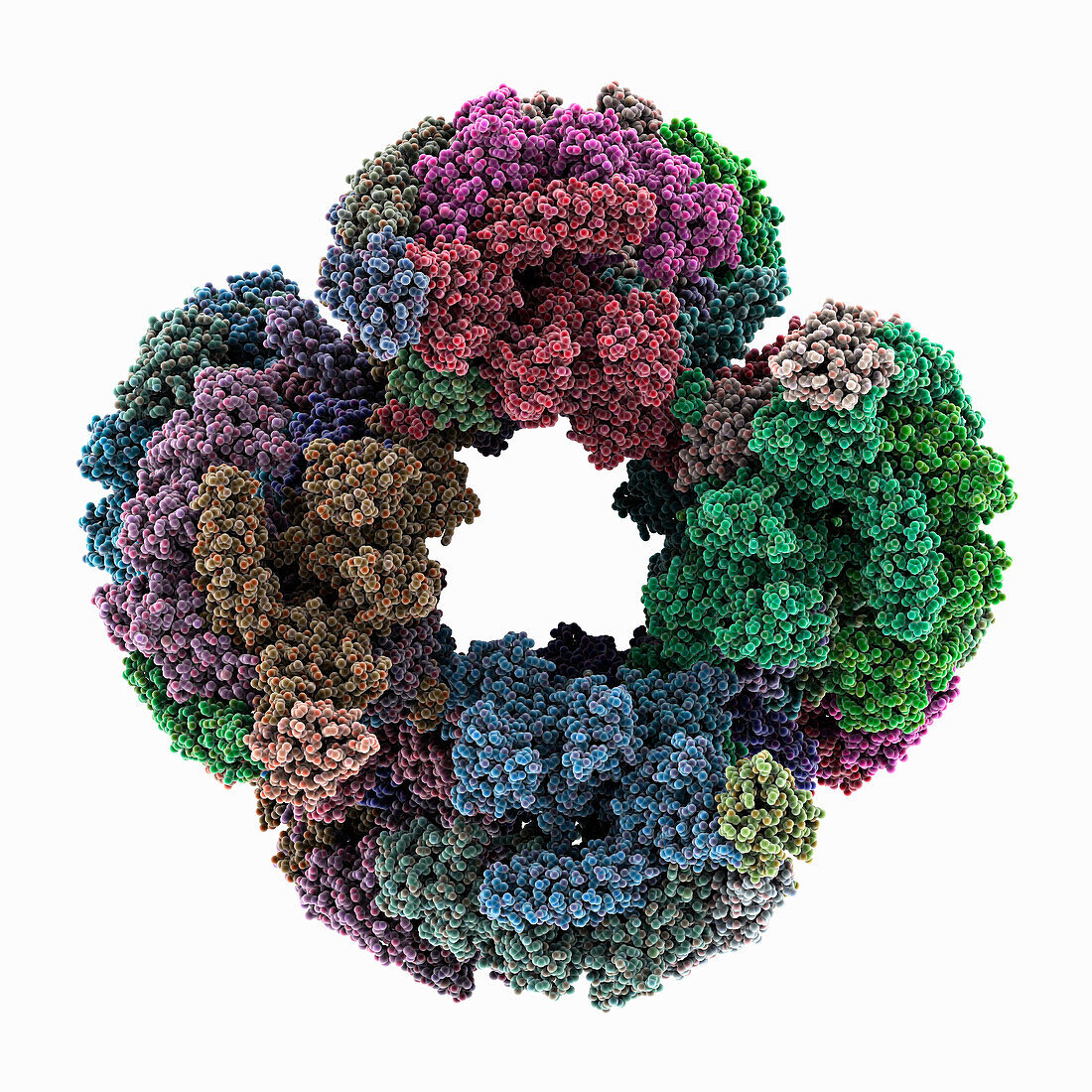 Mycobacterium tuberculosis RNA polymerase, molecular model