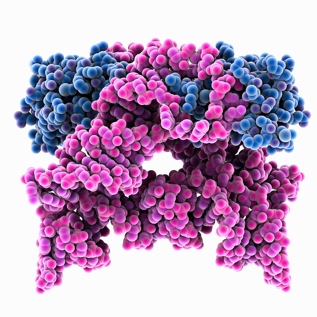 Human CPEB3 HDV-like ribozyme, molecular model