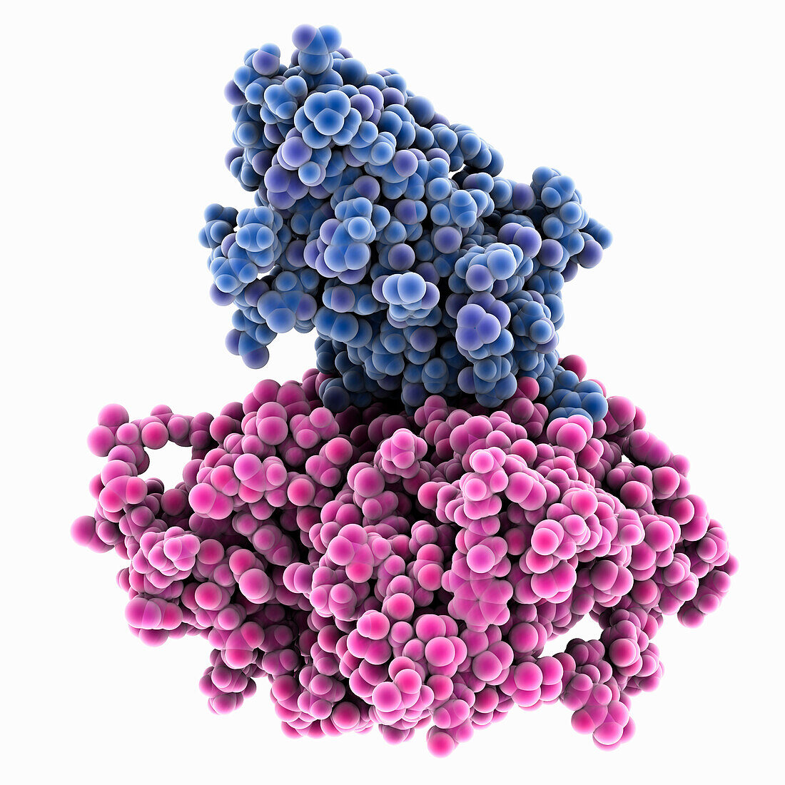 Llama antibody complexed with HIV-1 gp120, molecular model