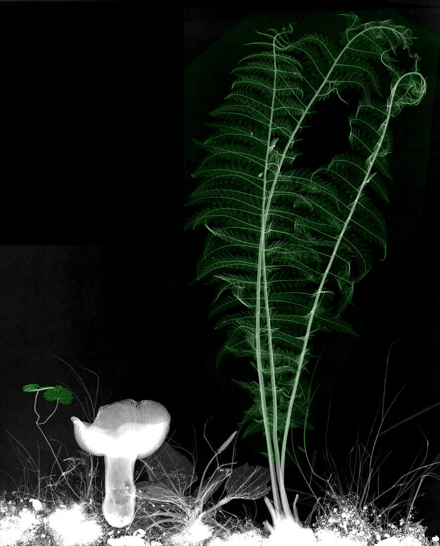 Fern and mushroom, X-ray
