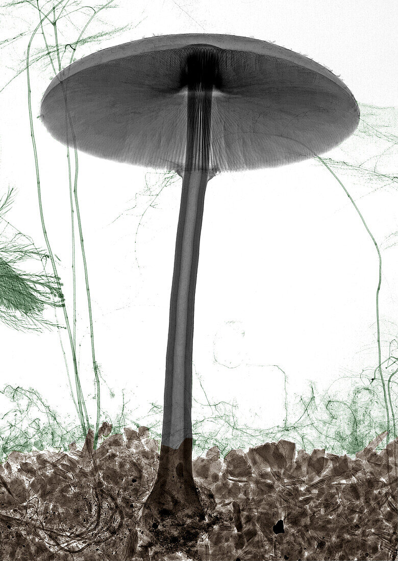 Mushroom, X-ray