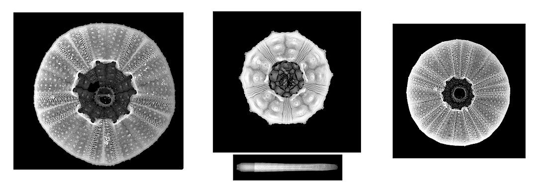 Sea urchins, X-rays