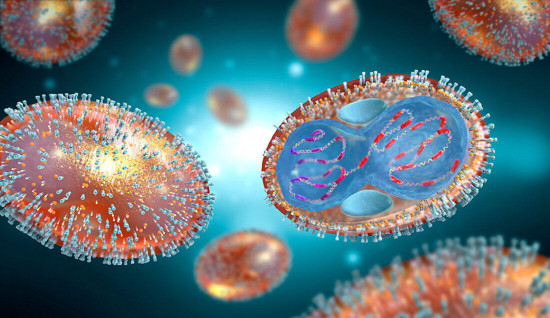 Smallpox virus particles, illustration