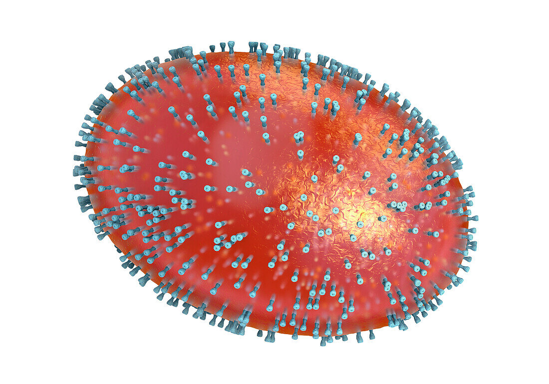Smallpox virus, illustration