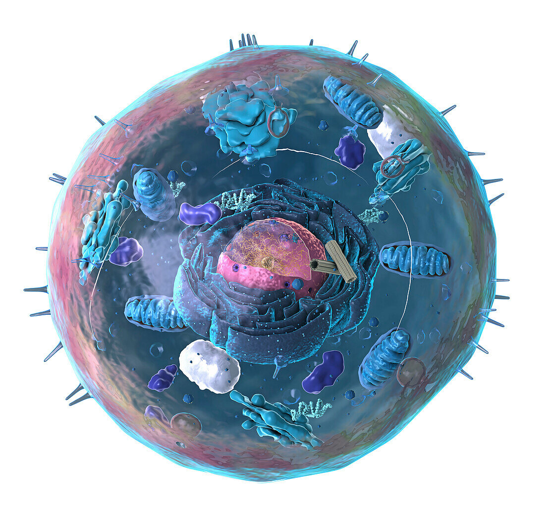 Animal cell structure, illustration