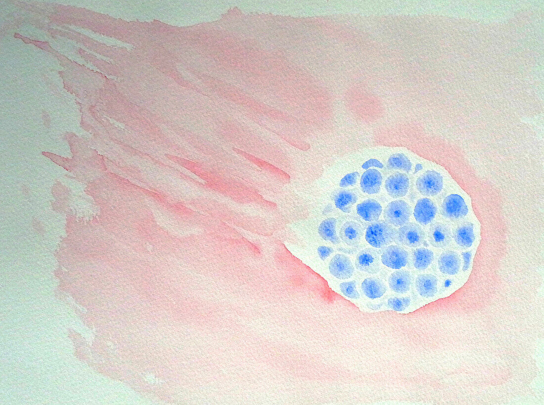 Morula embryo, illustration