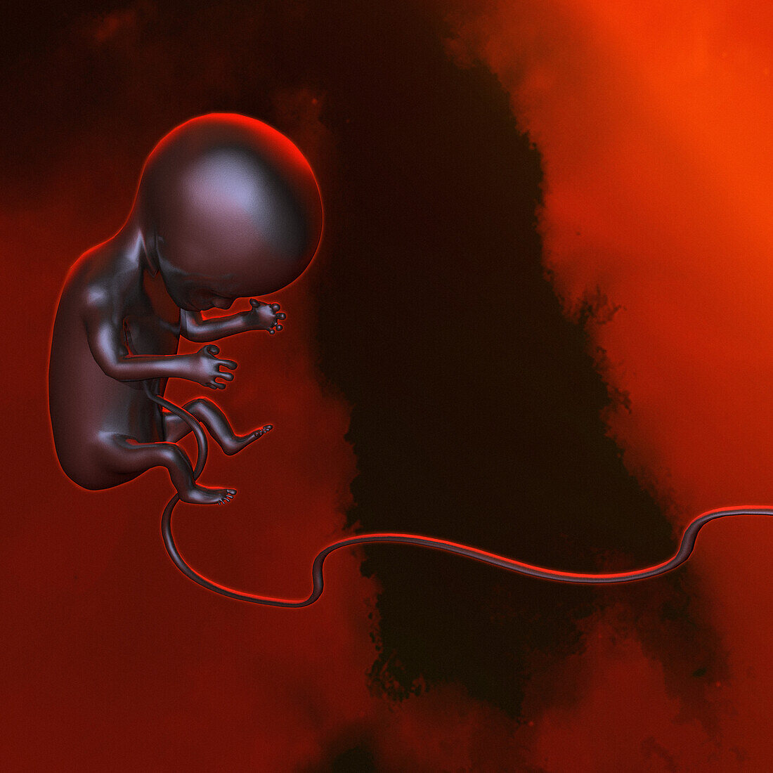 Foetus, illustration