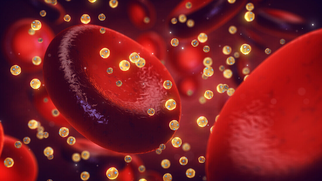 High-density lipoproteins in the blood, illustration
