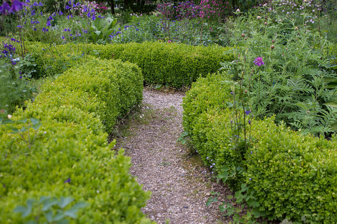 Boxwood (Buxus sempervirens) as border and dwarf hedge
