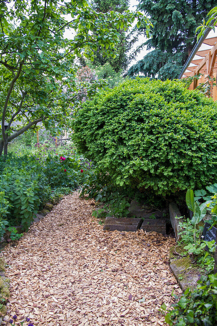 Boxwood (Buxus sempervirens) in the garden