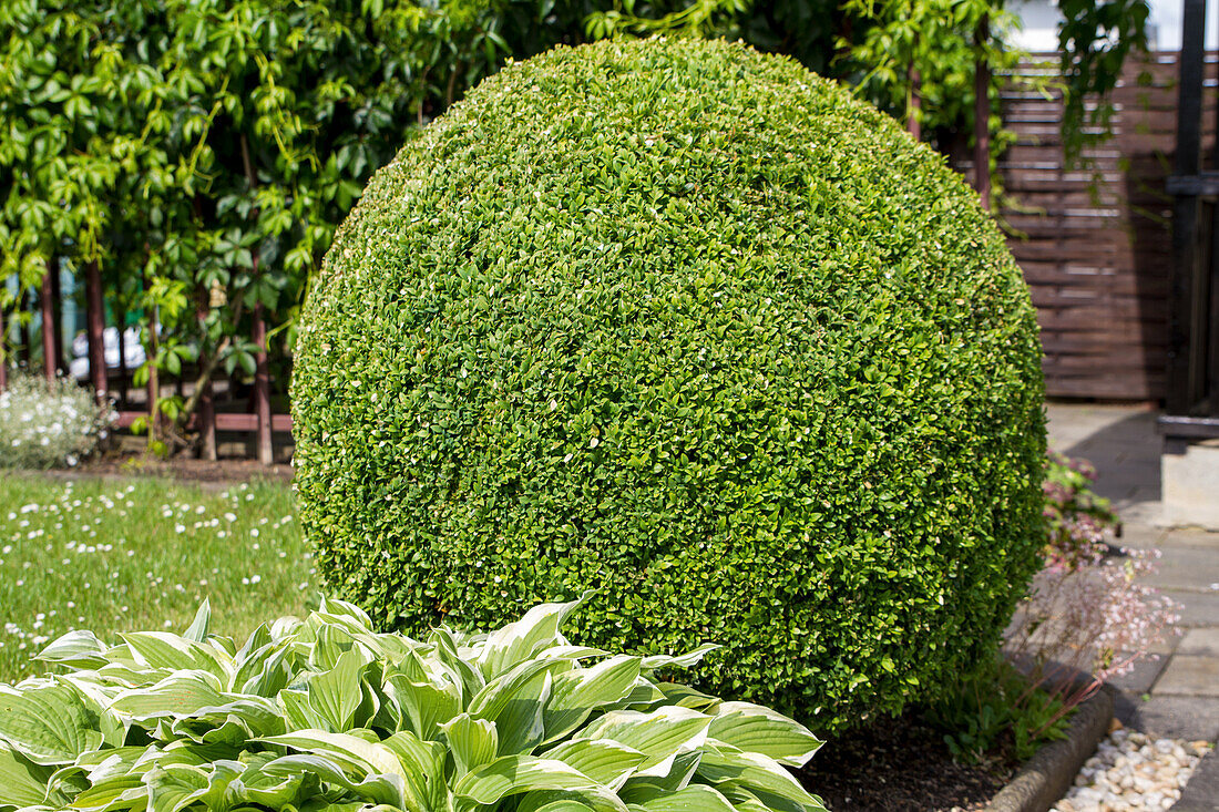 Boxwood (Buxus sempervirens) in ball form