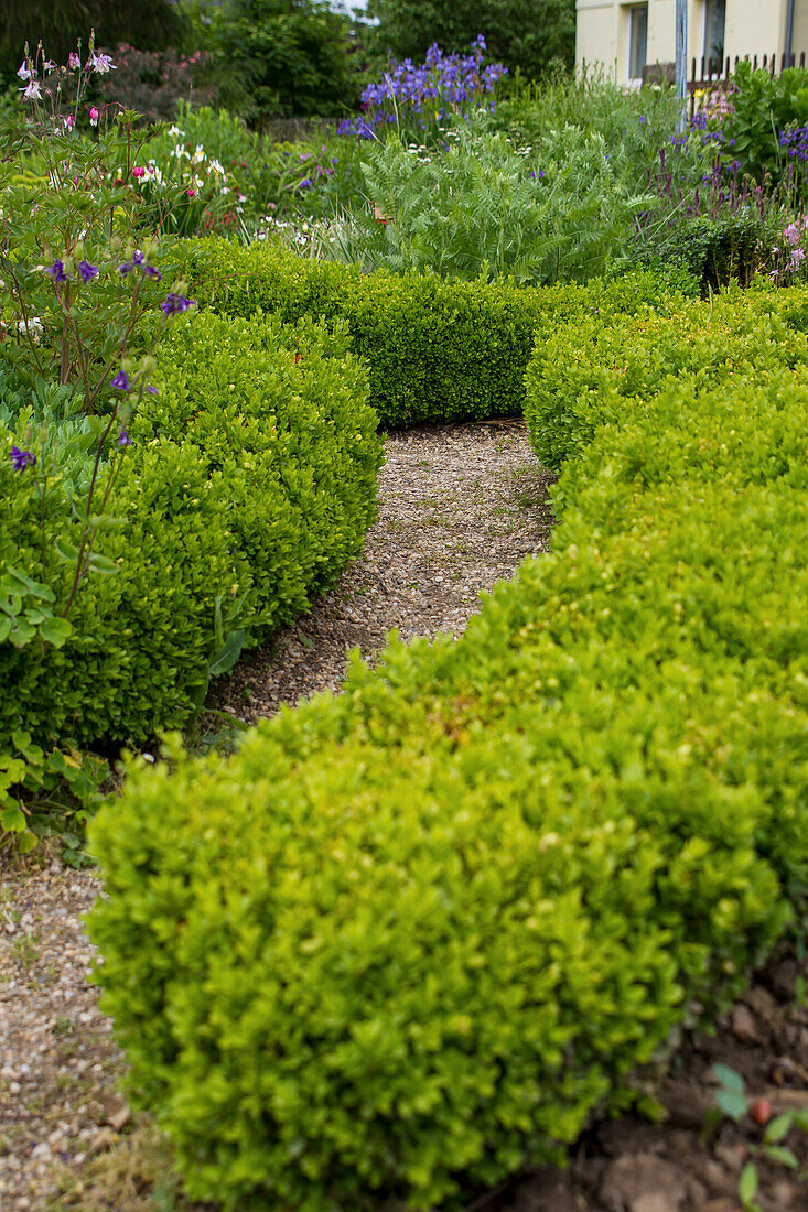 Boxwood (Buxus sempervirens) as border and dwarf hedge