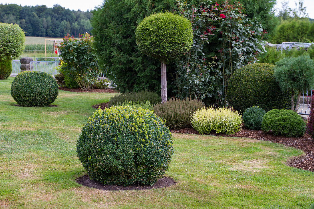 Boxwood (Buxus sempervirens) in ball form