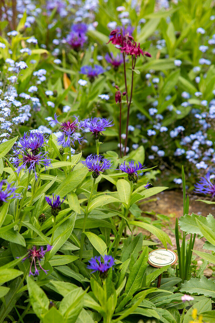 Blue mountain knapweed (Centaurea montana) with columbine (Aquilegia)