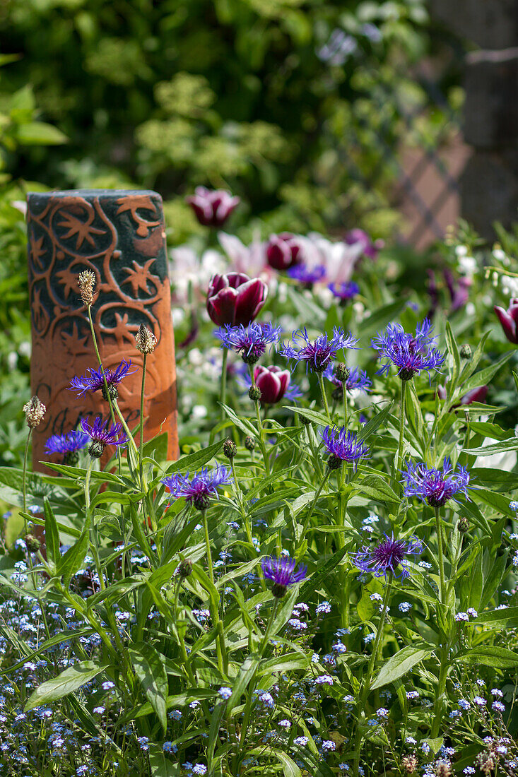 Mountain bluebell (Centaurea montana) with tulips (Tulipa) and garden decoration