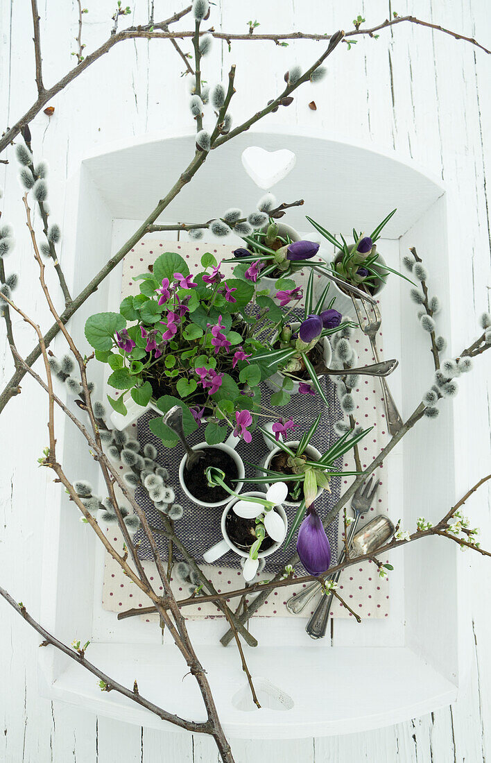 Tray with cups filled with violets, crocus, and snowdrops, with pussy willows