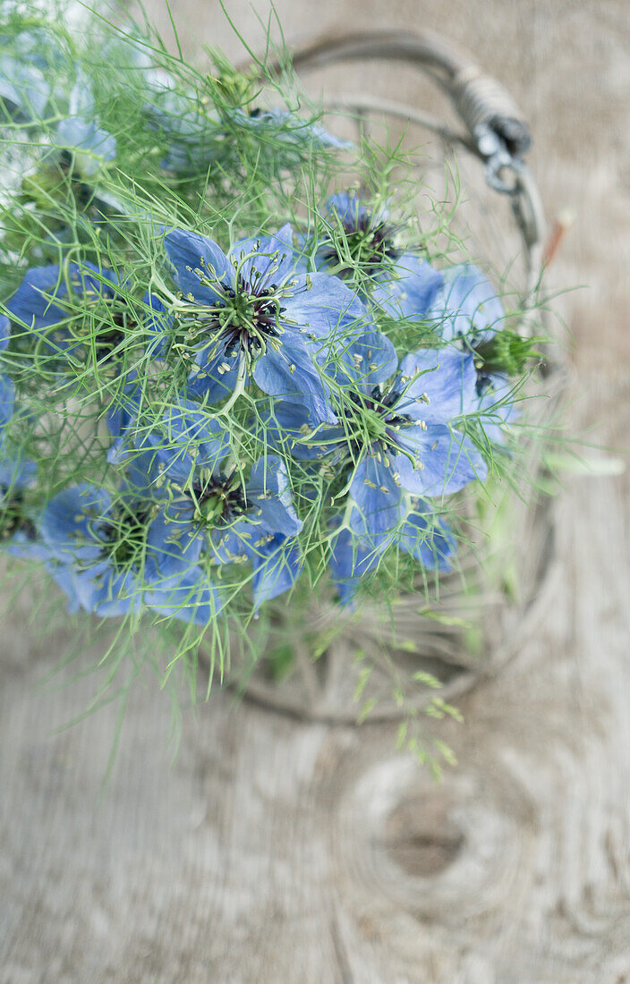 Bouquet of Love in the Mist (Nigella) and lady's mantle (Alchemilla)